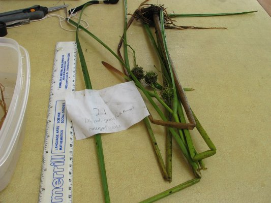 SITE21EMERGENT COMMON BURREED